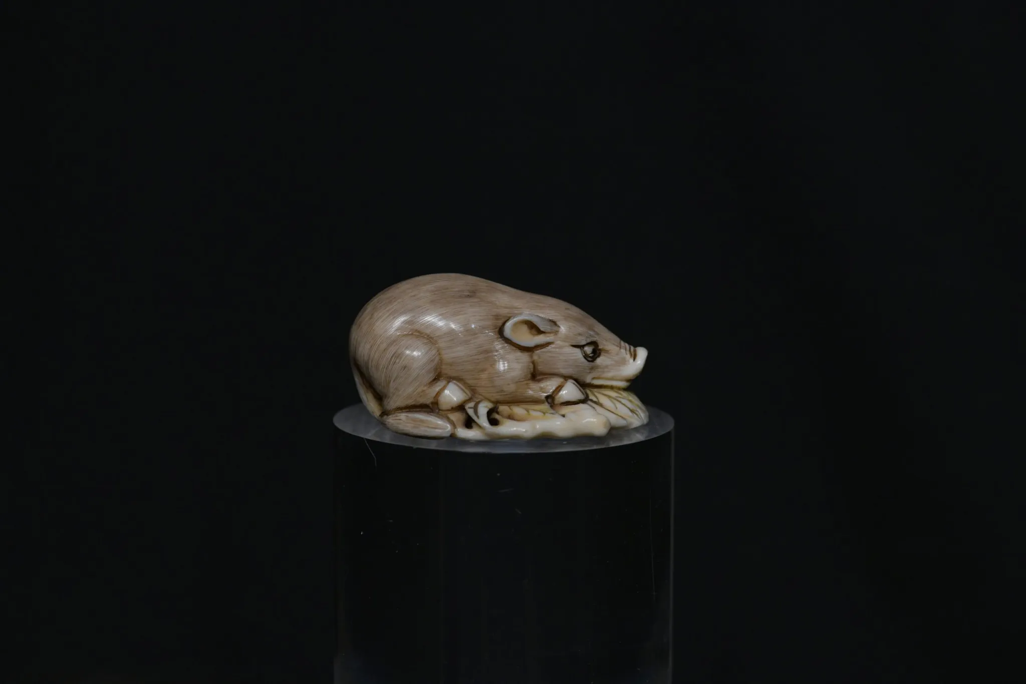 Netsuke recumber boar ivory